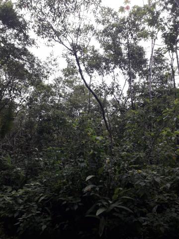 imagem 2 - Terreno - Padrão imagem 2 - Terreno - Padrão