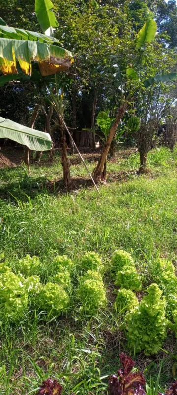 imagem 3 - Rural - Chácara imagem 3 - Rural - Chácara