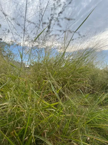 imagem 4 - Terreno - Padrão imagem 4 - Terreno - Padrão