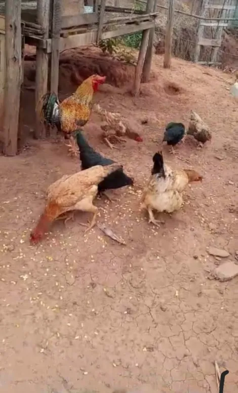 imagem 5 - Venda de Chácara Rural em Natividade da Serra/SP imagem 5 - Venda de Chácara Rural em Natividade da Serra/SP