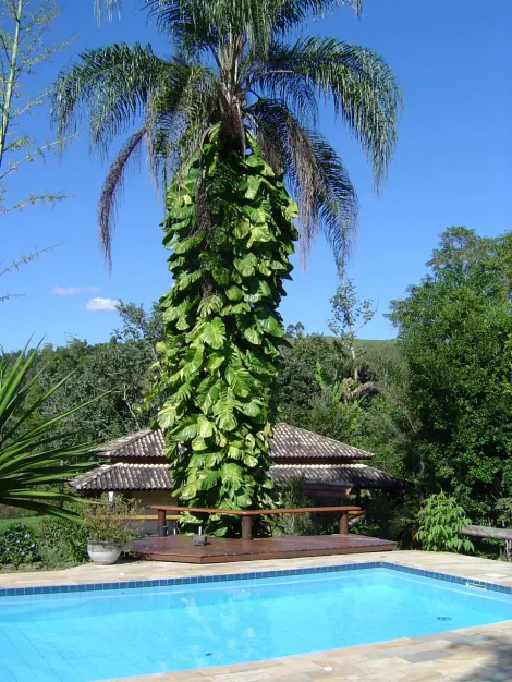 imagem 3 - Sitio Viramorro à Venda na Rodovia Monteiro Lobato em SJC imagem 3 - Sitio Viramorro à Venda na Rodovia Monteiro Lobato em SJC